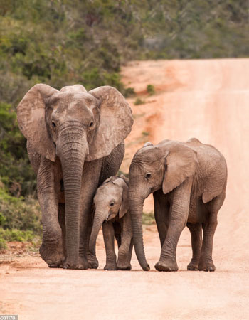 تور های آفریقایی نوروز