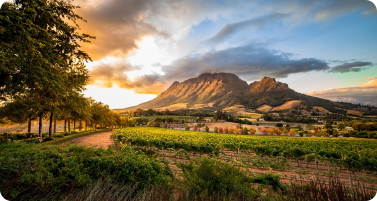 استلن‌باش | Stellenbosch