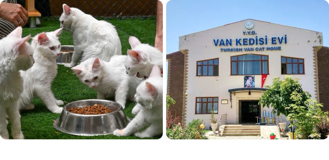 خانه گربه‌های وان | Van Cat House